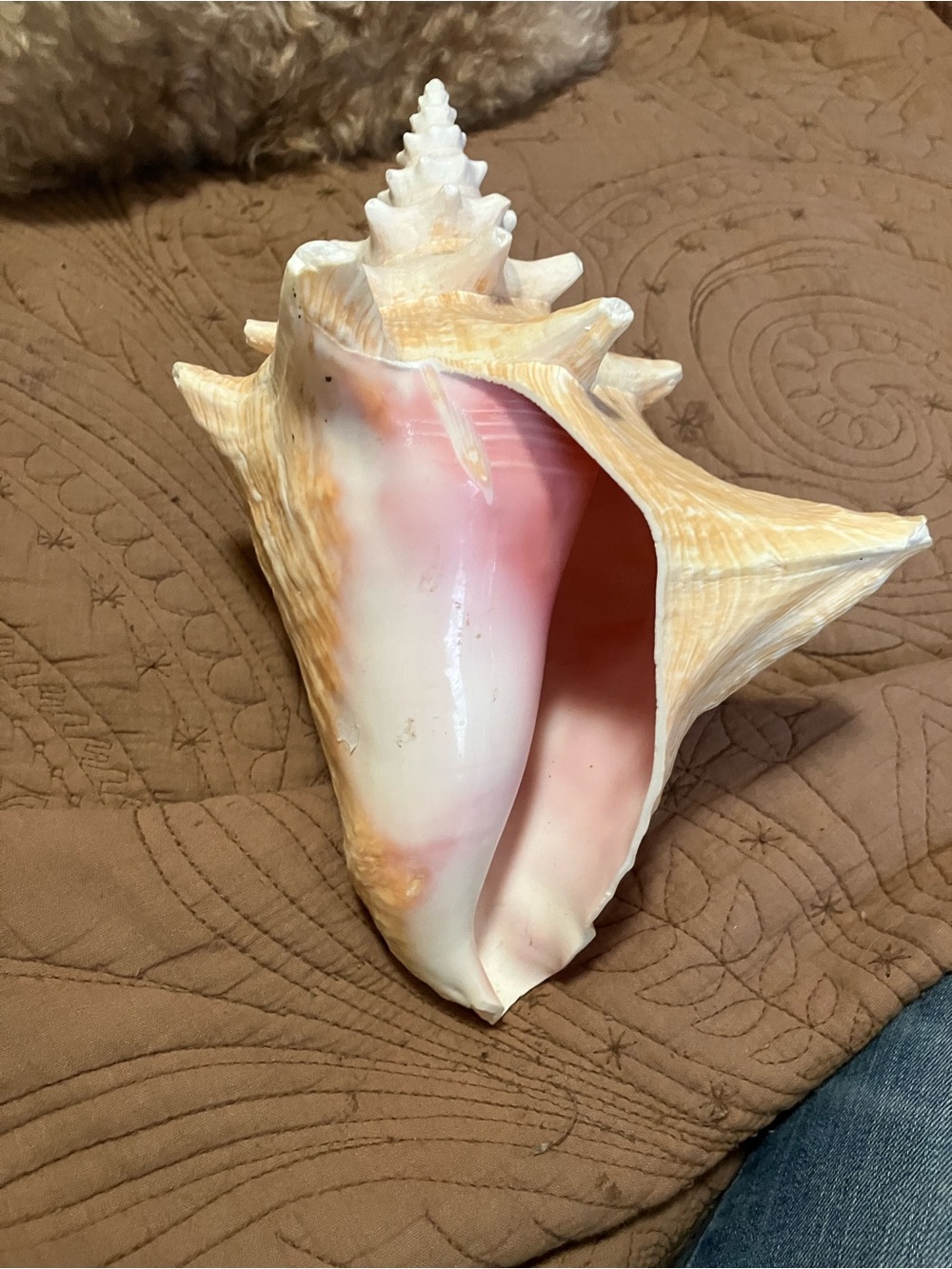 Large Queen Conch Shell - Picture 5 of 8